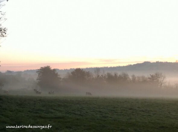 ICI brume
