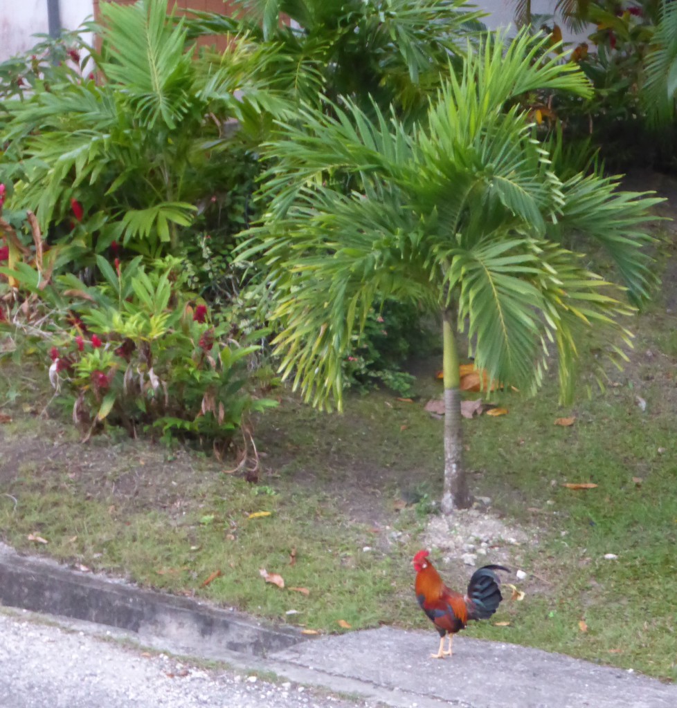 Coq