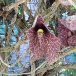 Jardin botanique Deshaies