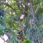 Jardin botanique Deshaies