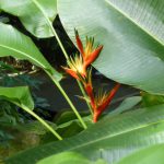 Jardin botanique Deshaies