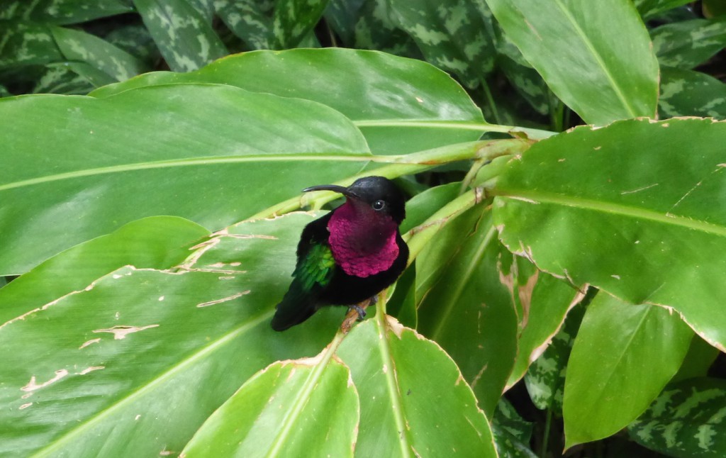 Jardin botanique Deshaies