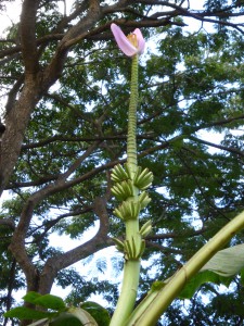 Jardin botanique Deshaies