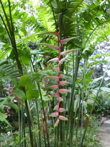Jardin botanique Deshaies