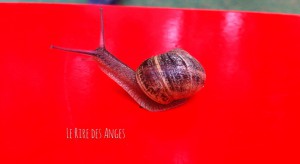 IMG_2303.JPG