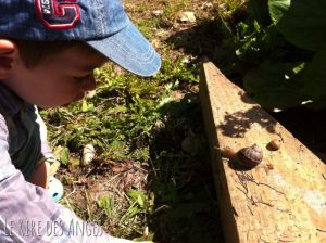 escargot