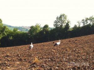 cigognes