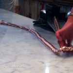 Feerie du sucre Isère