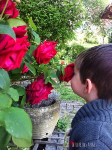 fripouille et les roses
