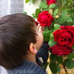 fripouille et les roses