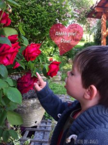 fripouille et les roses