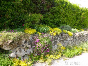 Flore en Ardèche