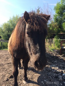 Poney