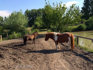 Poney