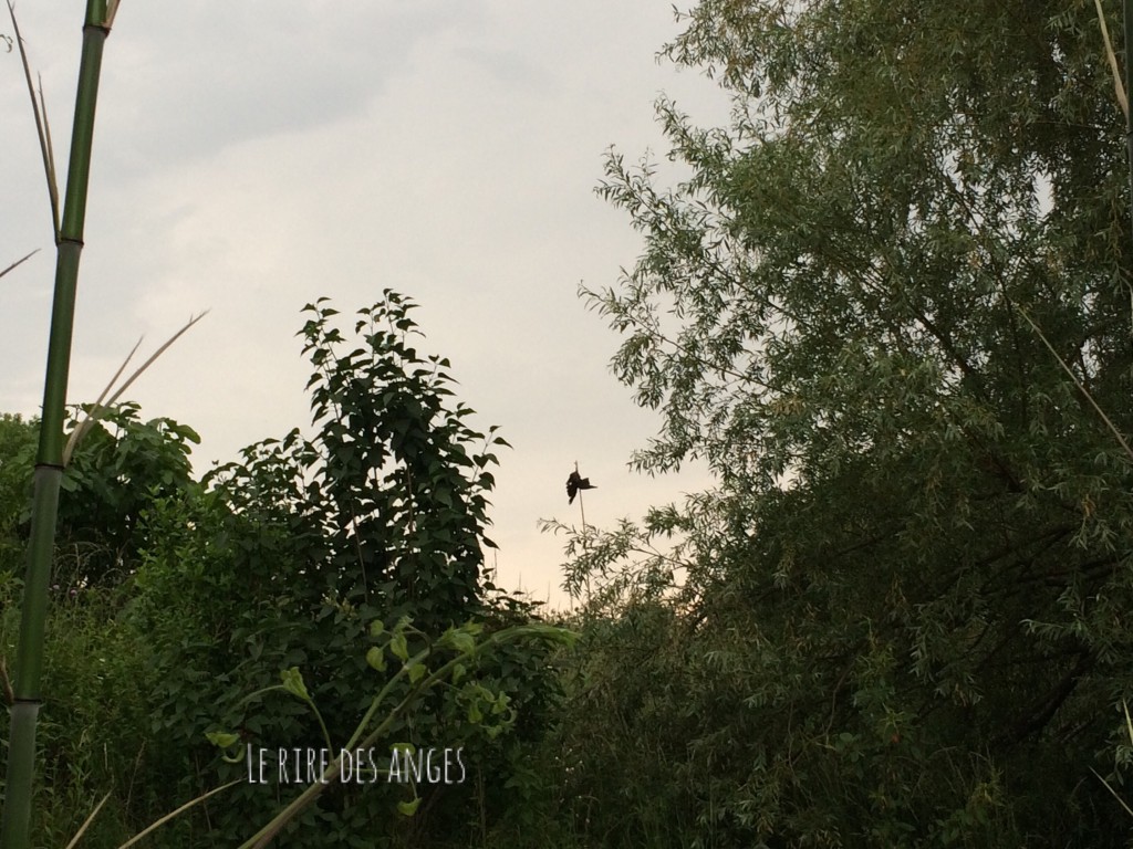 Corbeau
