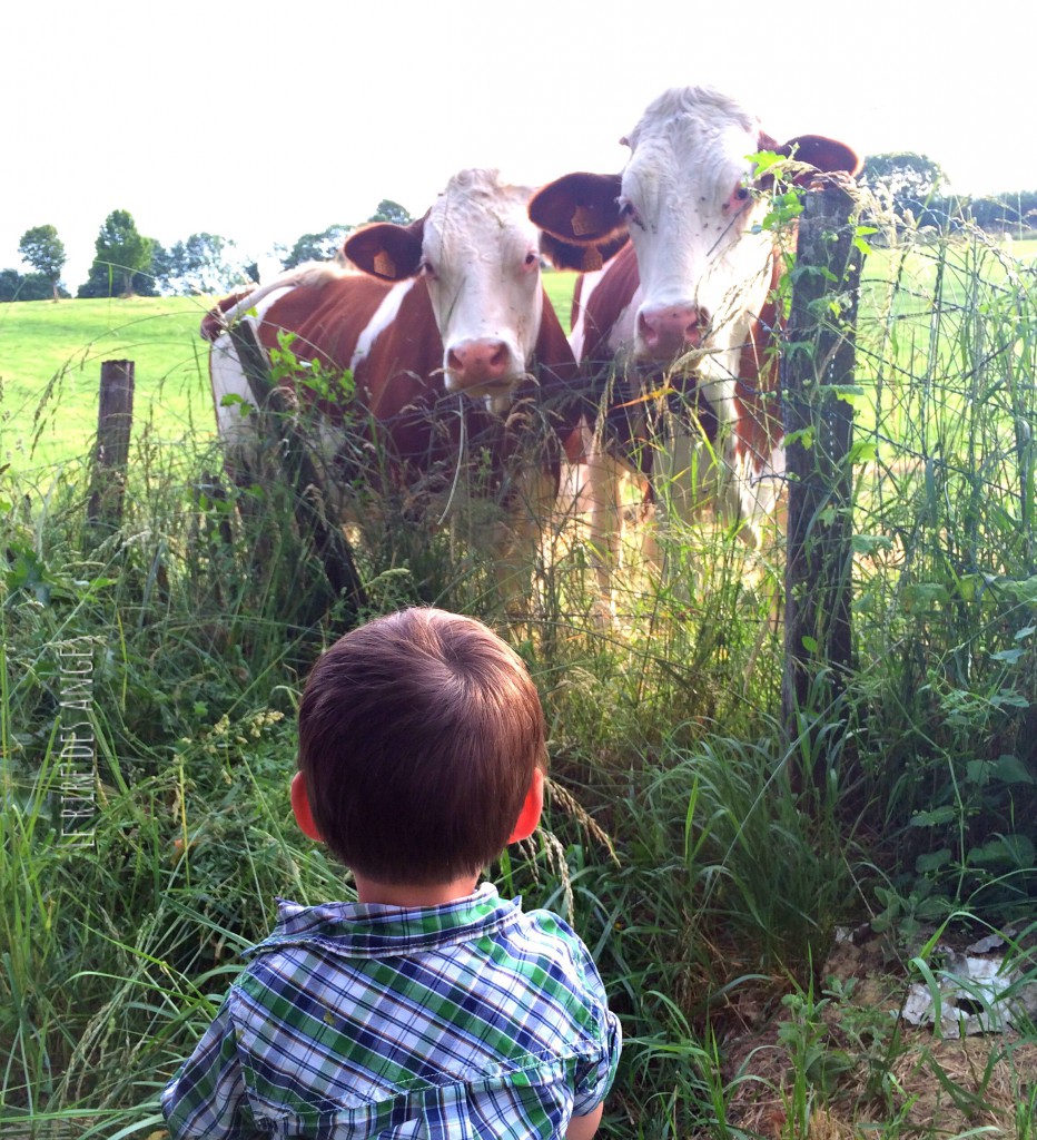 Vaches