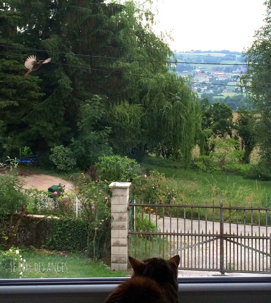 Chat