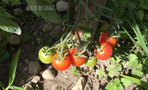 Tomate