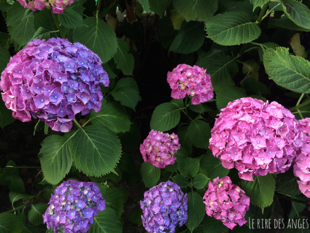 Hortensia