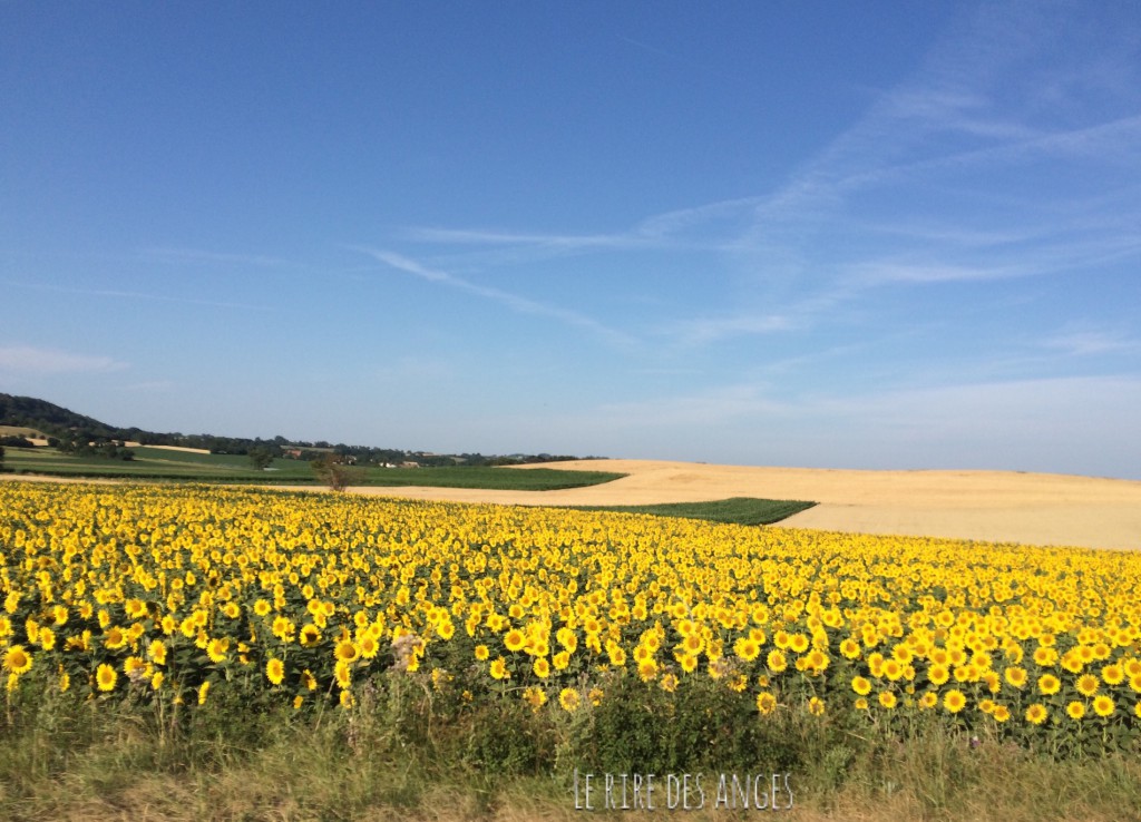 Tournesol