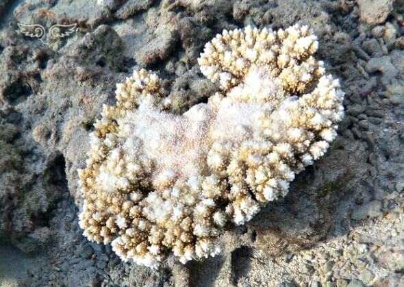 J ai plonge dans un aquarium