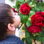 fripouille et les roses