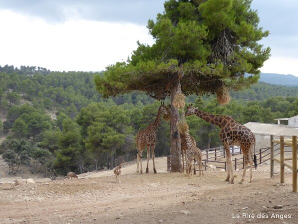 Safari Aitana