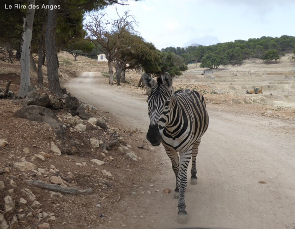 Safari Aitana