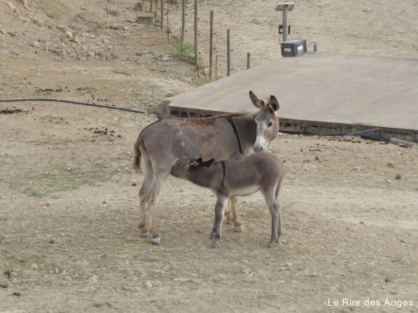 Safari Aitana