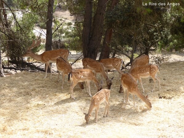 Safari Aitana