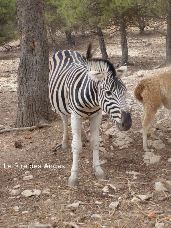 Safari Aitana