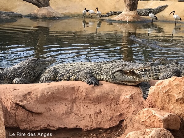 ferme crocodiles