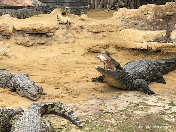 ferme crocodiles