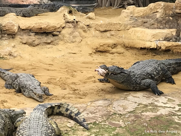 ferme crocodiles