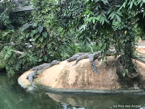 ferme crocodiles