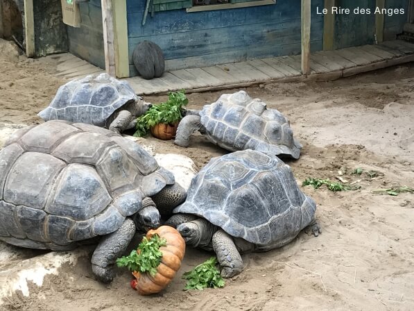 ferme crocodiles