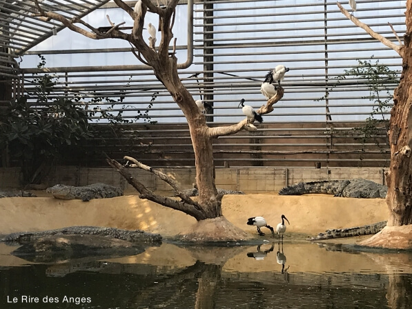 ferme crocodiles