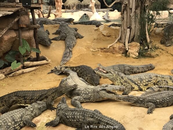 ferme crocodiles