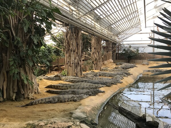 ferme crocodiles