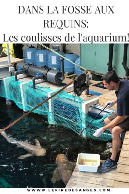 la fosse aux requins 